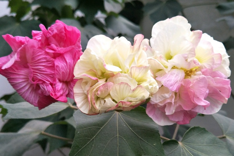 芙蓉花什么时候开(芙蓉花的花期)