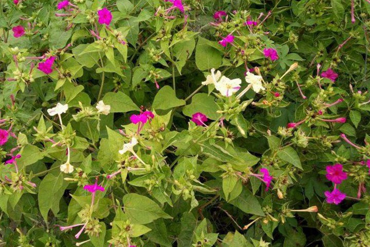 夜来香什么时候开花(夜来香的花期)