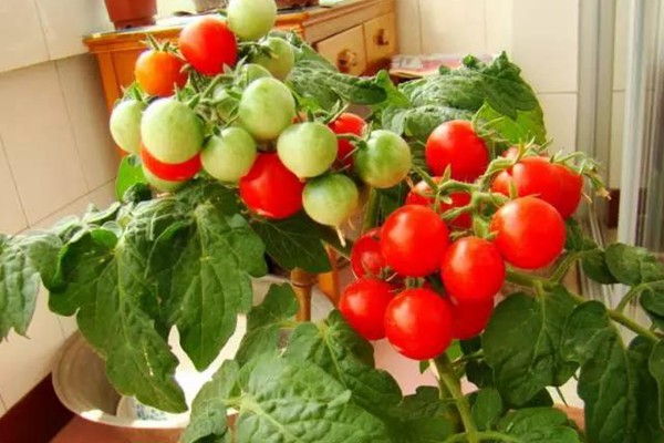 阳台种植西红柿的详细攻略