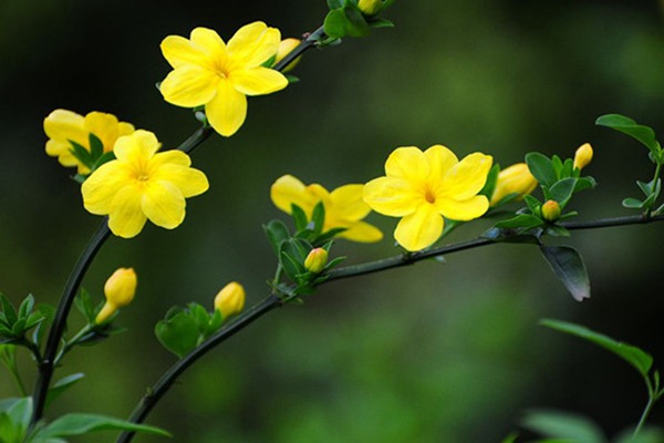 报春花与迎春花有哪些区别