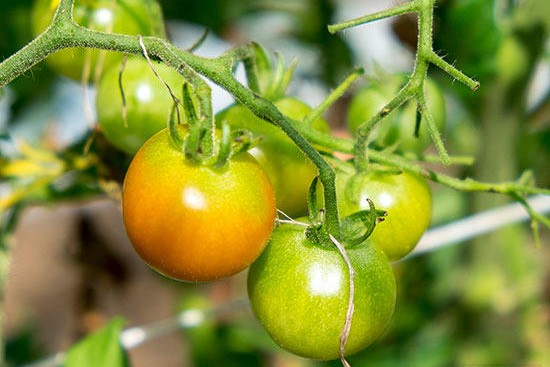 西红柿老长不熟是什么原因
