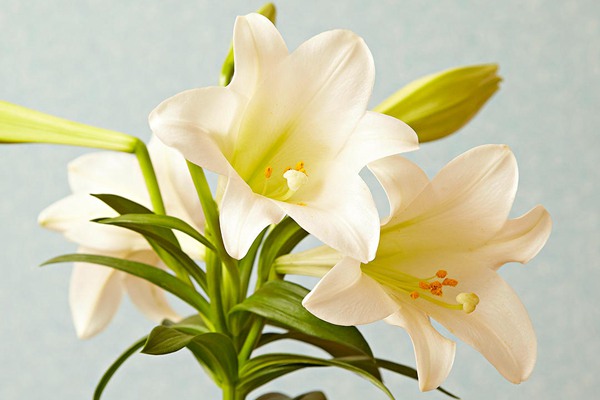 复活节百合