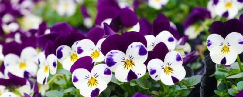三色堇的花语以及传说故事