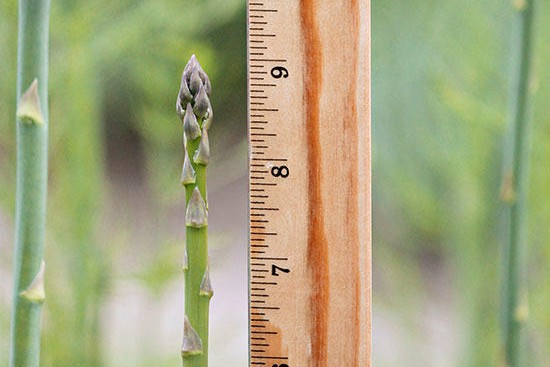芦笋的种植时间及种植方法