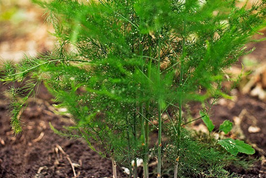 芦笋的种植时间及种植方法