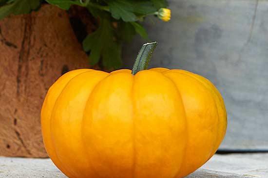Orangita