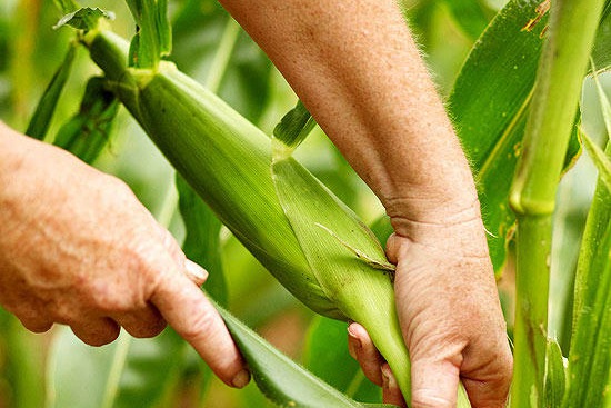 甜玉米种植方法(详细步骤图解)