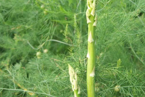 芦笋种子的种植方法及技巧