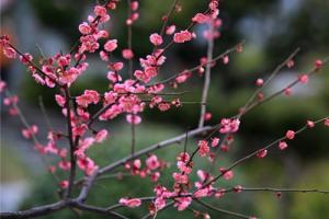 花中四君子指的是哪四种花