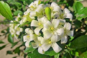 九里香什么时候开花(九里香的花期)