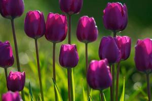 紫色郁金香的花语及爱情故事