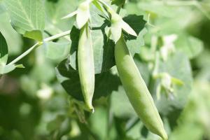 豌豆种植的注意事项以及详细步骤图解