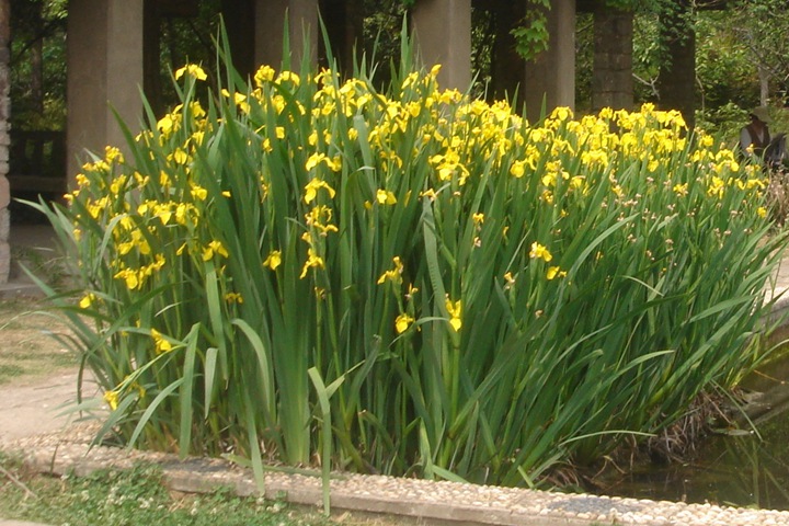 黄菖蒲和鸢尾有什么区别(怎么区分)