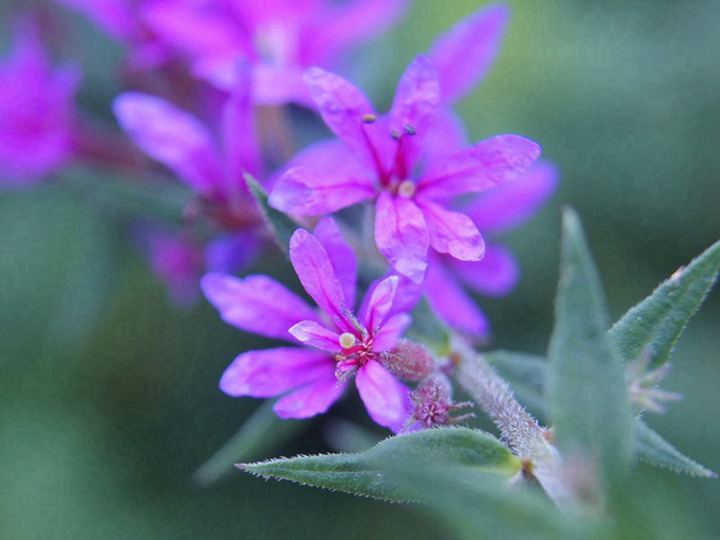 千屈菜的花语和象征寓意