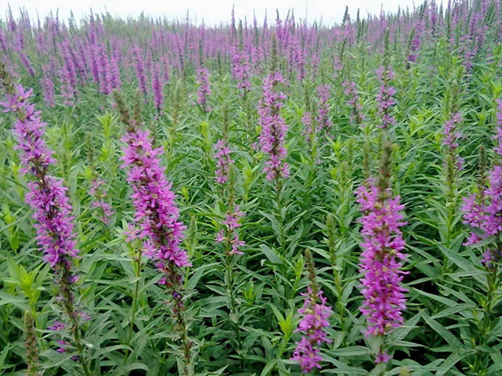 千屈菜的花语和象征寓意