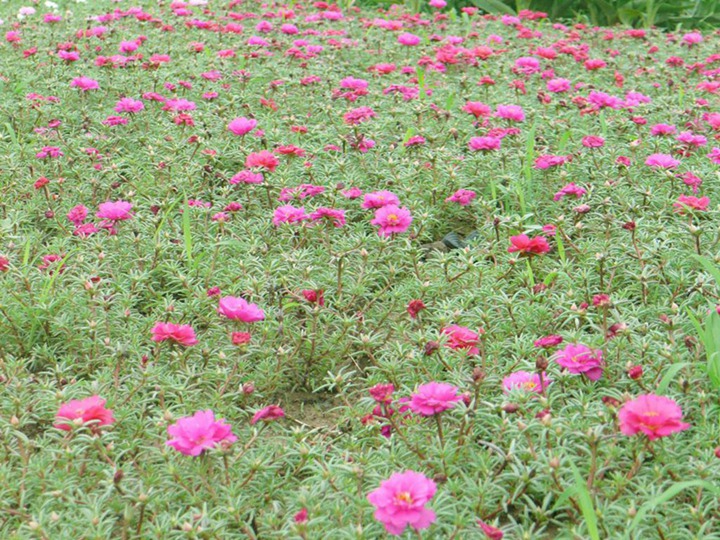 半枝莲的花语和象征寓意