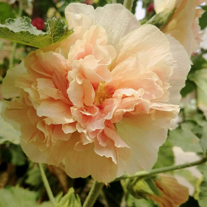 蜀葵的花语和寓意