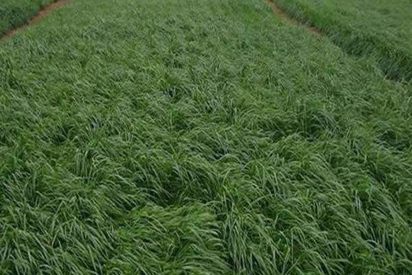 黑麦草与苏丹草哪个产量高(有什么区别)