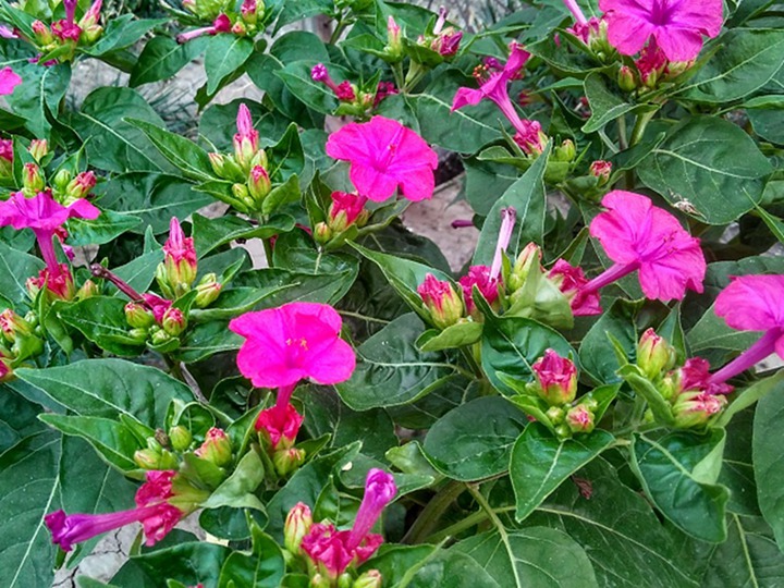 紫茉莉的花语和象征寓意