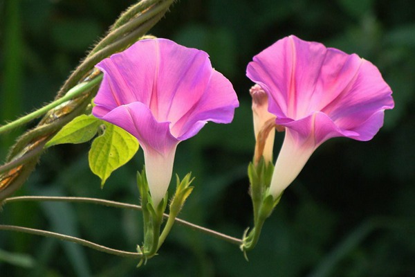 [牵牛花]牵牛花花期_种子种植方法