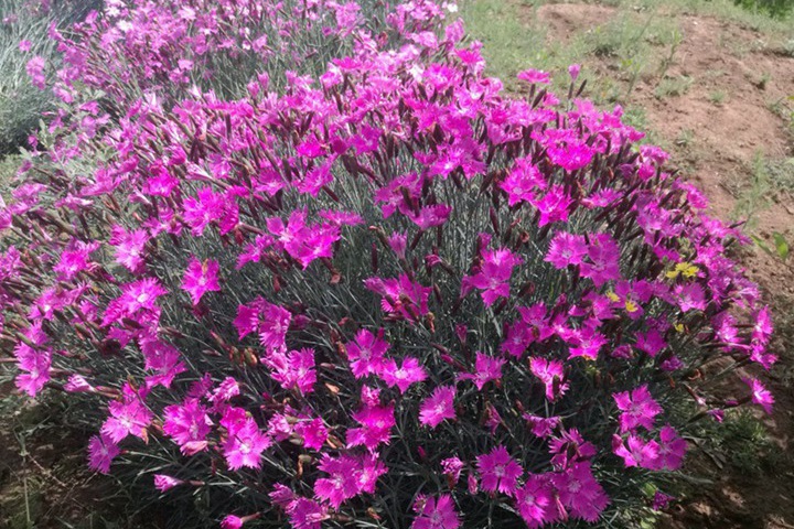 五彩石竹的花语和寓意