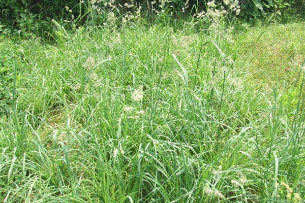 鸭茅草什么时候种植比较好