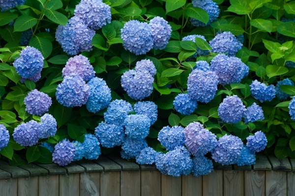 五种蓝色系的观赏花卉推荐