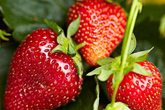 非常全面的草莓种植方法介绍