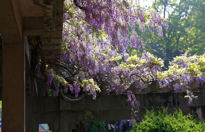 紫藤树需要搭架子吗，不搭架子紫藤自己能爬吗