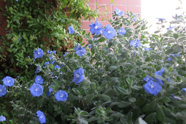 五种蓝色系的观赏花卉推荐