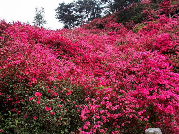 杜鹃花的花语和象征寓意