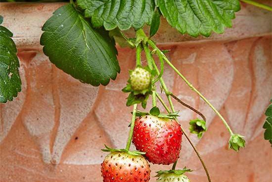 花园里种植水果需要注意些什么？
