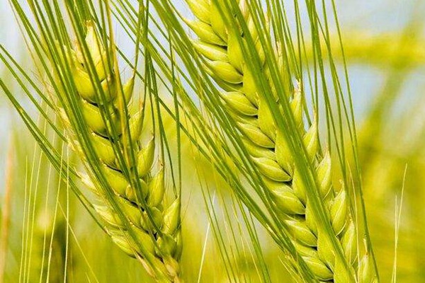 大麦种子萌发需要的湿度、温度