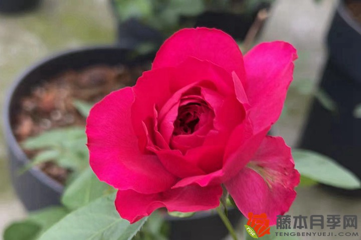 玫瑰花种子几月播种最好