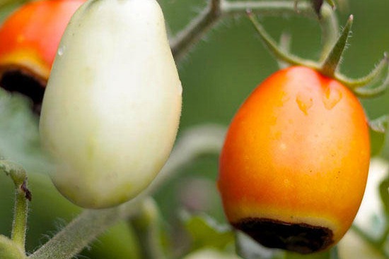 番茄常见的六个病虫害防治方法