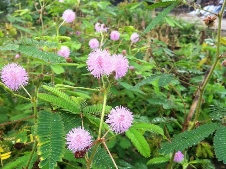 含羞草的六种花语