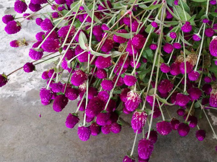 千日红的花语和象征寓意