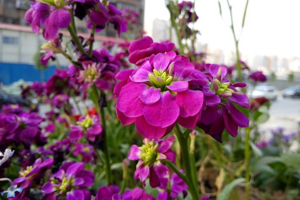 紫罗兰种子多少钱一斤