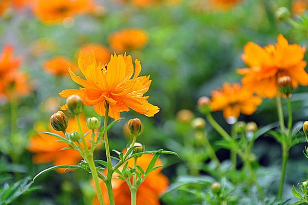 硫华菊什么时候开花,硫华菊花期有多长