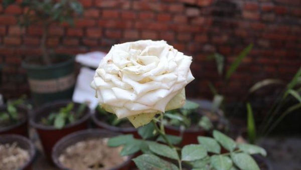 如何识别月季花的具体品种