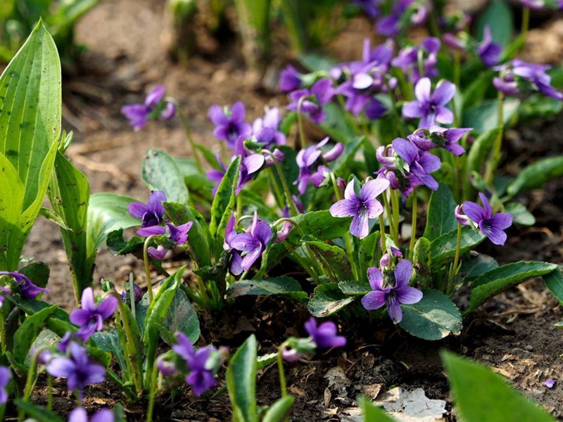 紫花地丁的花语和象征寓意