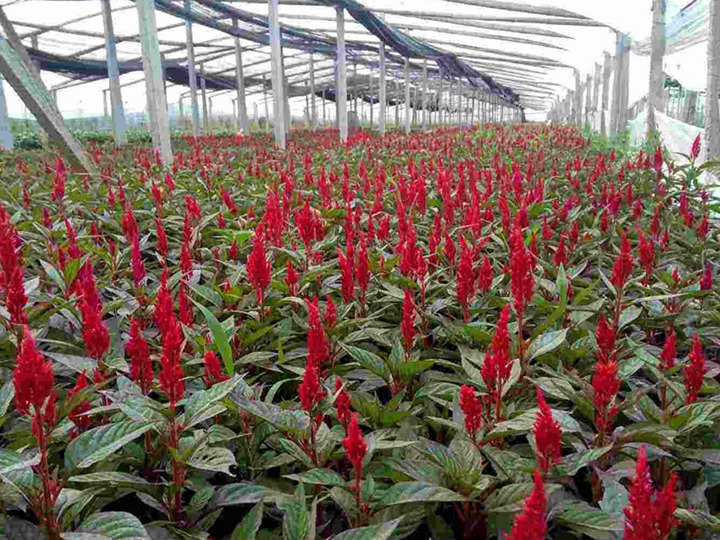 红色鼠尾草的花语和寓意