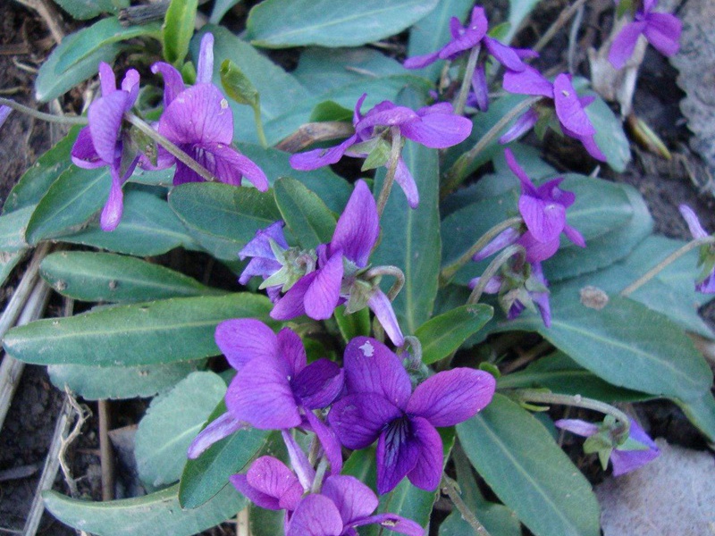 紫花地丁的花语和象征寓意