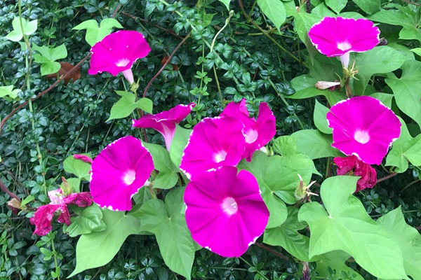 牵牛花和喇叭花一样吗(有什么区别)