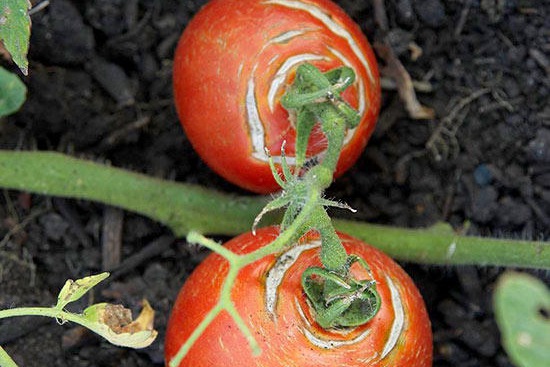 番茄常见的六个病虫害防治方法