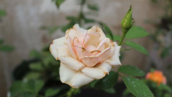 如何识别月季花的具体品种