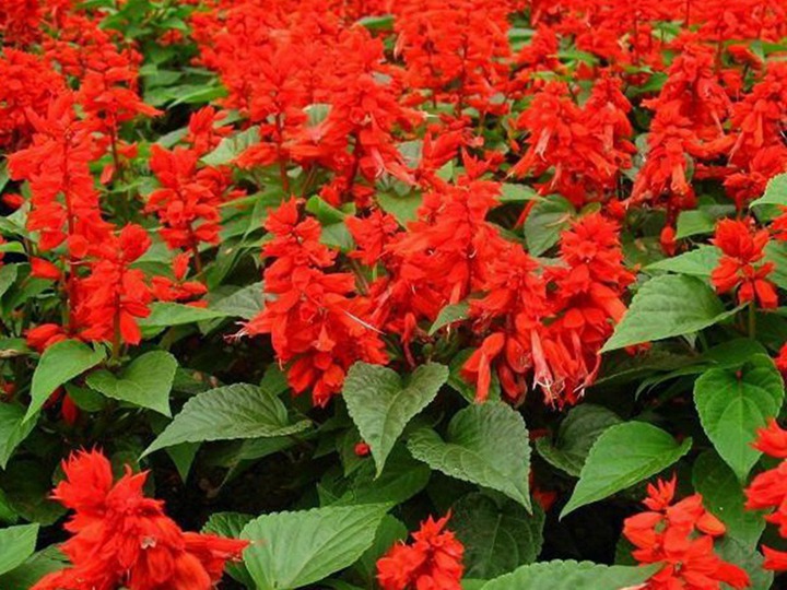 一串红什么季节开花(一串红的花期)