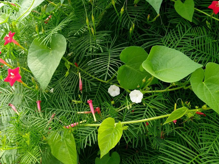 莺萝的花语和象征寓意