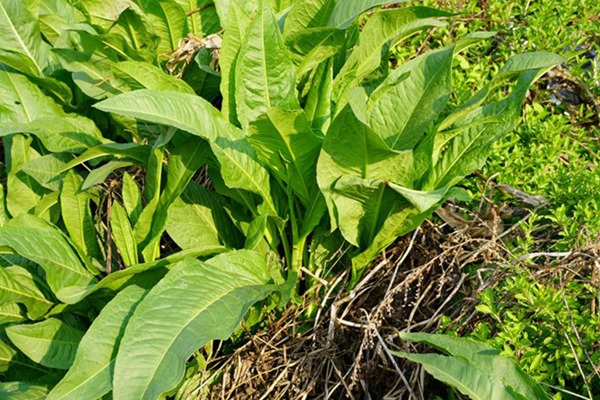 鲁梅克斯牧草的优缺点