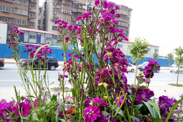 紫罗兰花的品种与图片大全